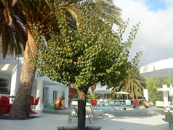 Exclusively Gay Resort Casa Alexio in Ibiza