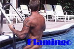 Exclusively Gay The Flamingo Resort in Fort Lauderdale
