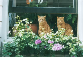 Amsterdam gay accommodation B&B Barangay